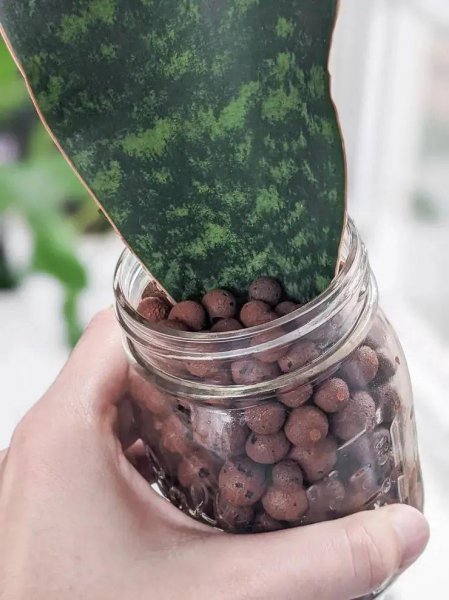 陶粒的作用和特点是什么意思