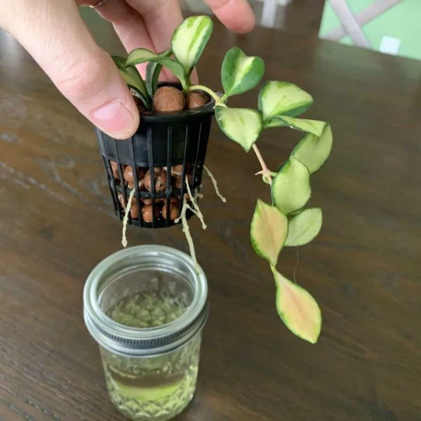 陶粒的作用和特点是什么意思