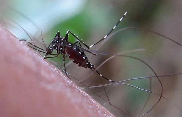 蚊子寿命多长时间