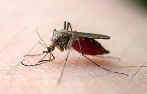 蚊子寿命多长时间