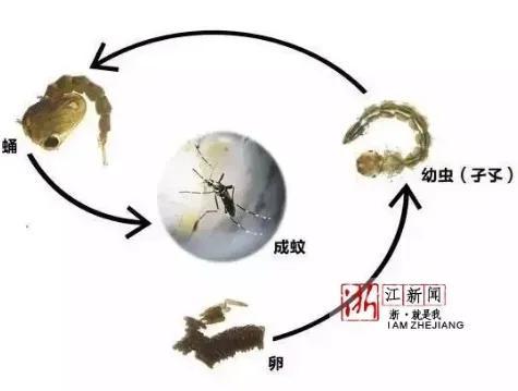 蚊子寿命多长时间