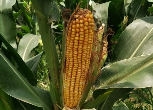 强硕88玉米种子简介