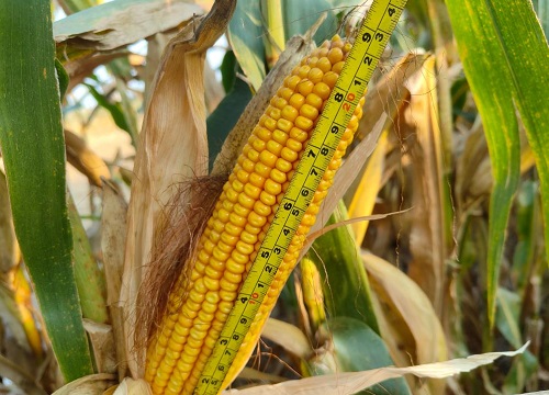 强硕88玉米种子简介