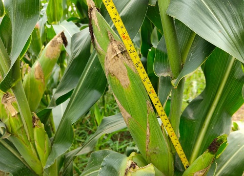 强硕88玉米种子简介