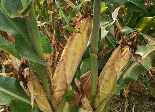 强硕88玉米种子简介