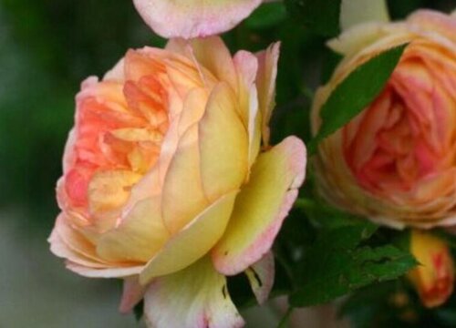 詹森月季是藤本还是灌木