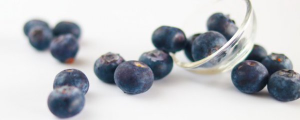 蓝莓能在室内种吗