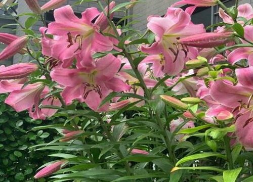 百合花怎么剪枝