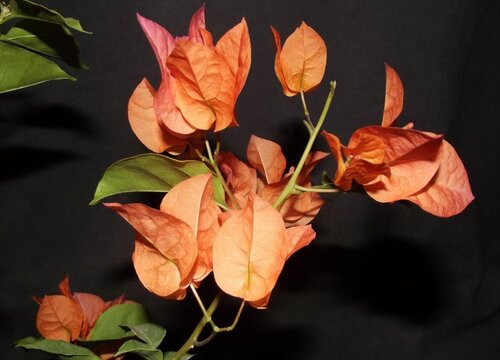 最漂亮的三角梅有哪几个品种