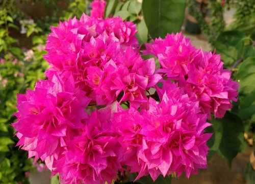 最漂亮的三角梅有哪几个品种