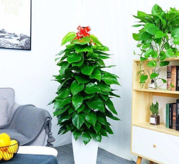 入户门正对卫生间门有什么不好