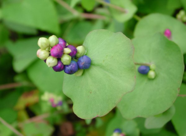 蛇最怕的三种克星