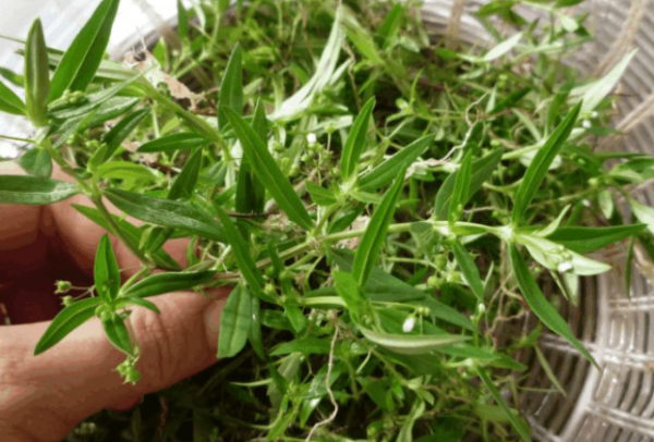 蛇最怕的三种克星