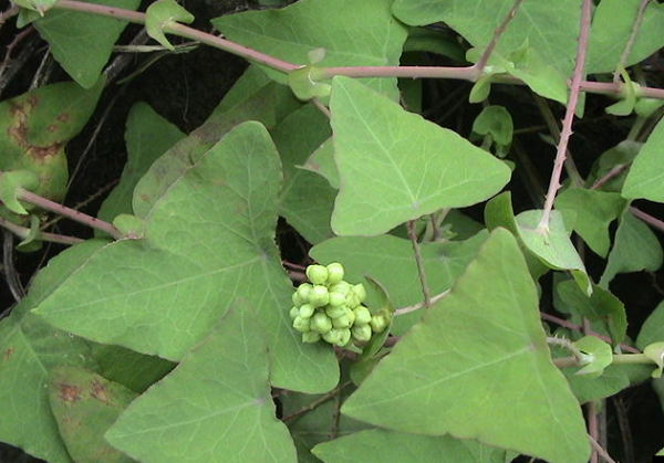 蛇最怕的三种克星