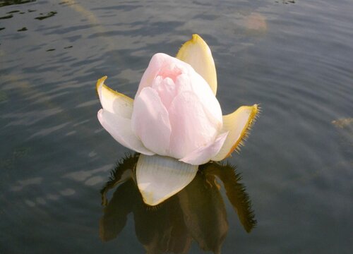 王莲是什么植物