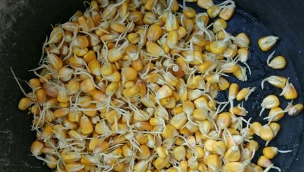 小鱼闹窝的最有效的方法