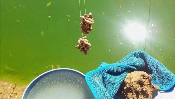 小鱼闹窝的最有效的方法