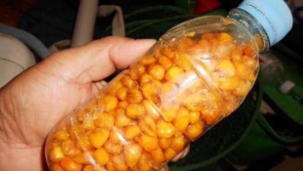 小鱼闹窝的最有效的方法