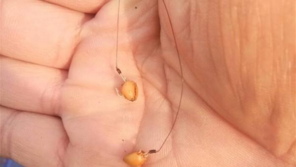 小鱼闹窝的最有效的方法