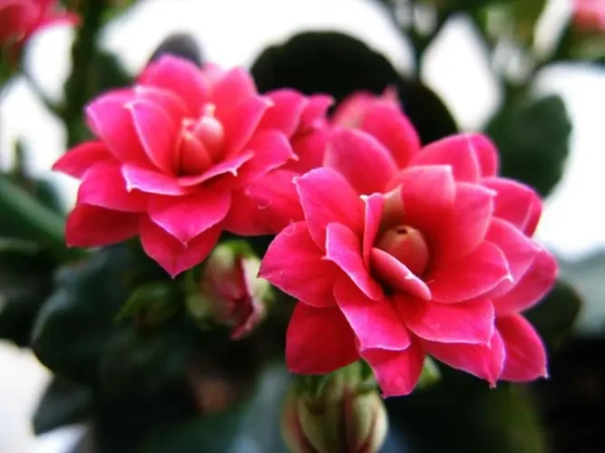 2023本命年摆什么花