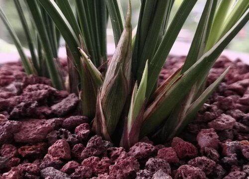 捂出芽的兰花如何养可以继续长芽长叶