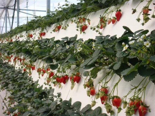 冬天的草莓是反季节水果吗