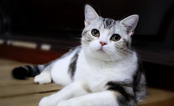 市场上好养猫的品种及价格