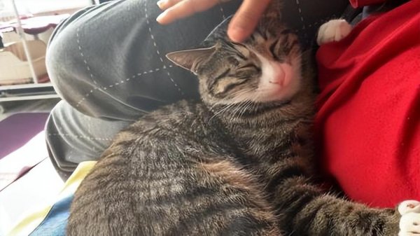 市场上好养猫的品种及价格