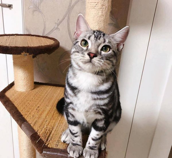 市场上好养猫的品种及价格