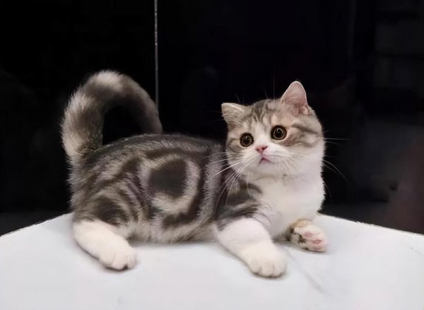 市场上好养猫的品种及价格