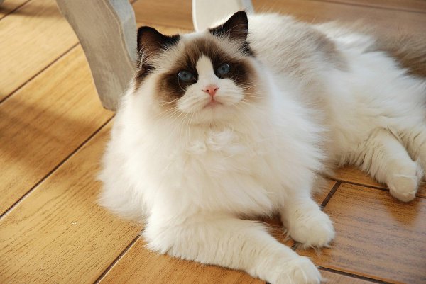 市场上好养猫的品种及价格