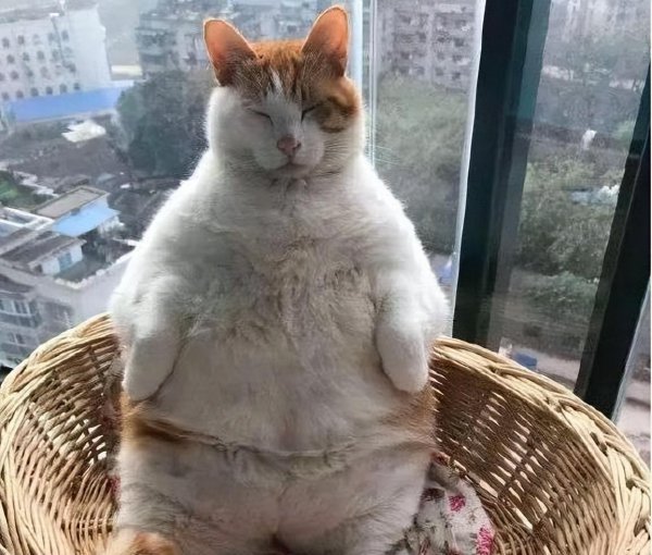 市场上好养猫的品种及价格