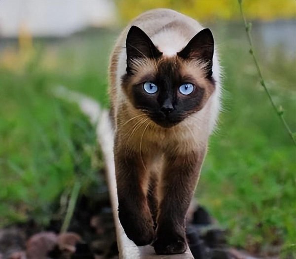 市场上好养猫的品种及价格