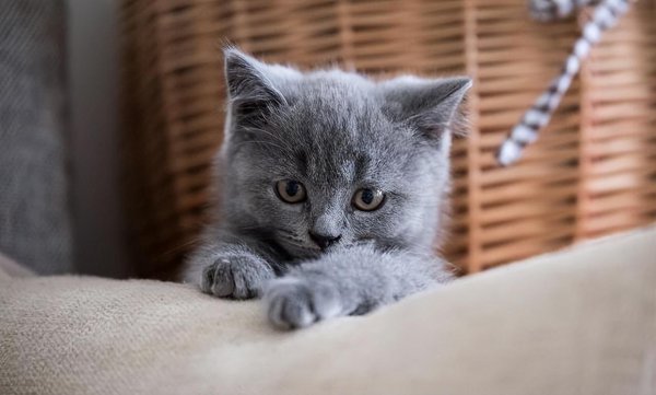 市场上好养猫的品种及价格