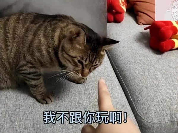 市场上好养猫的品种及价格
