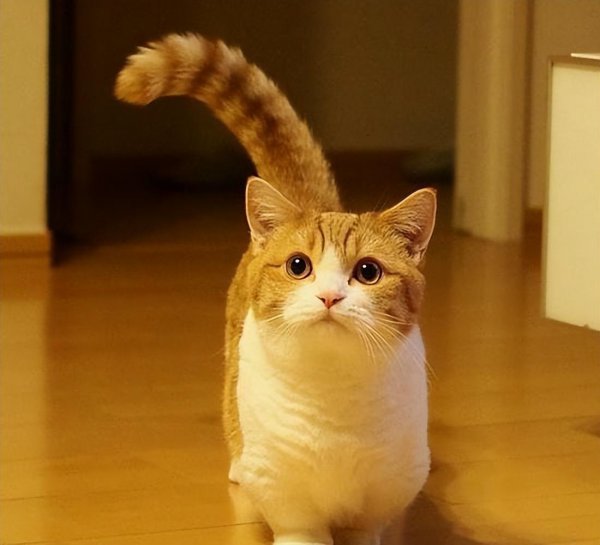 市场上好养猫的品种及价格