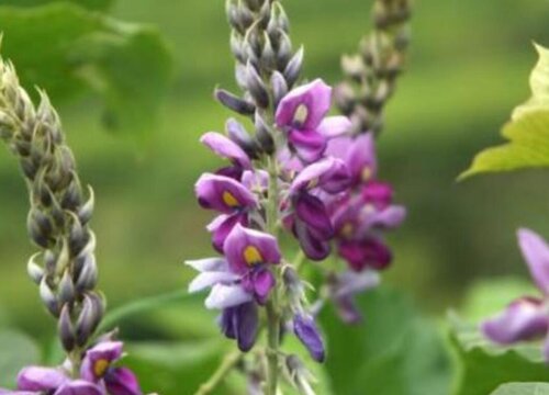 葛根什么时候开花