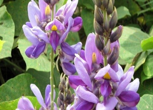 葛根什么时候开花