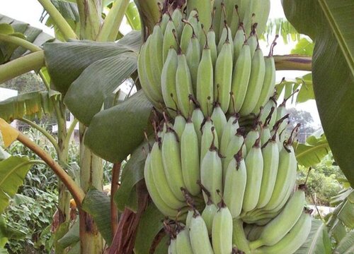 香蕉是木本植物对吗