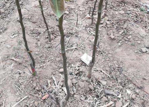 梨树扦插多久生根