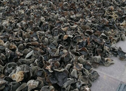 木耳废料可以做肥料吗