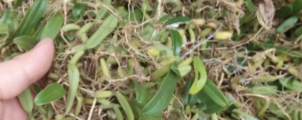 石橄榄有什么功效