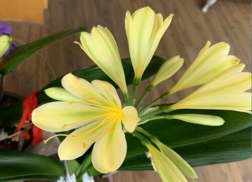 秋天君子兰有哪些养护技巧