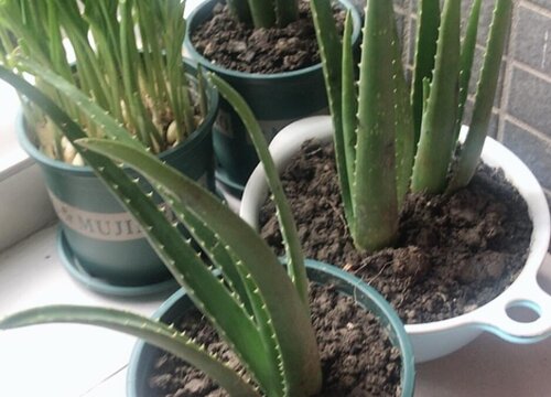 芦荟耐寒最低温度是多少