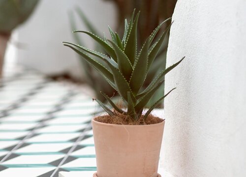 芦荟耐寒最低温度是多少