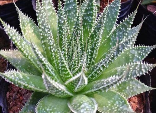 芦荟耐寒最低温度是多少