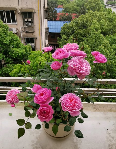 铃之妖精月季优缺点