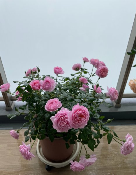 铃之妖精月季优缺点