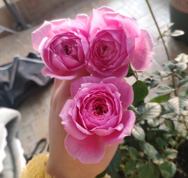 铃之妖精月季优缺点