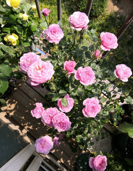 铃之妖精月季优缺点